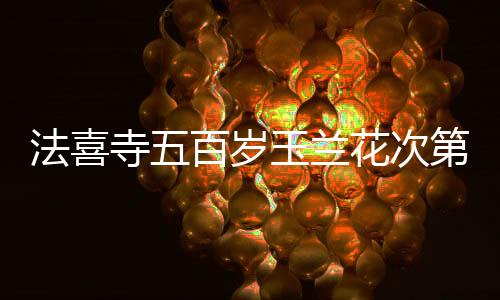 法喜寺五百歲玉蘭花次第盛開，古老寺院煥發(fā)新生之美