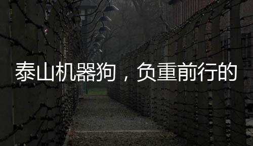 泰山機(jī)器狗，負(fù)重前行的智能新力量