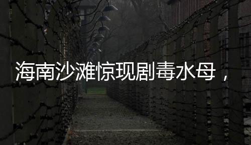 海南沙灘驚現(xiàn)劇毒水母，海灘游客安全需警惕