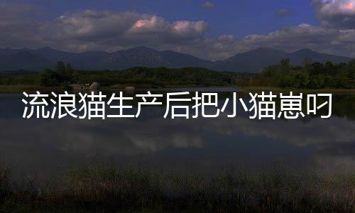 流浪貓生產(chǎn)后把小貓崽叼給店主，生命的奇跡與愛(ài)的傳遞