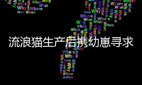 流浪貓生產(chǎn)后攜幼崽尋求庇護，店主展現(xiàn)人性關(guān)懷接納新生小生命
