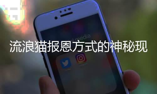 流浪貓報(bào)恩方式的神秘現(xiàn)象，小姐姐們被嚇一跳