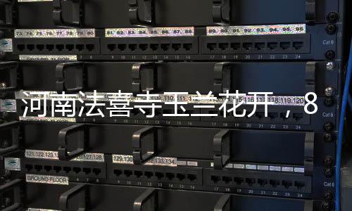 河南法喜寺玉蘭花開，80歲大爺鏡頭記錄五百載風(fēng)華傳奇