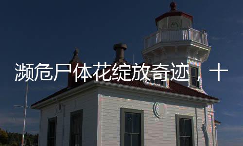 瀕危尸體花綻放奇跡，十五年來首次盛開揭秘