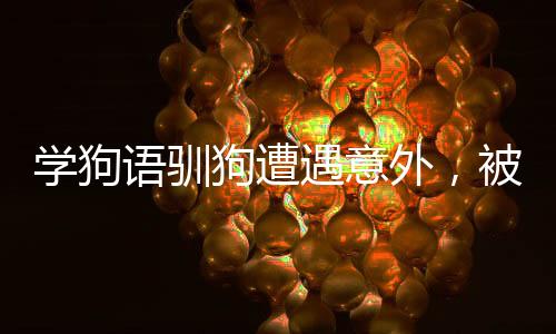 學(xué)狗語馴狗遭遇意外，被咬傷穿臉事件引發(fā)關(guān)注