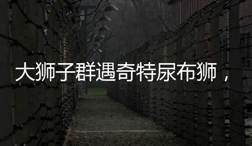大獅子群遇奇特尿布獅，一次與眾不同的森林聚會(huì)