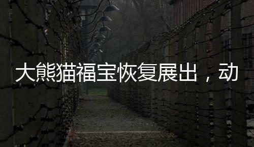 大熊貓福寶恢復(fù)展出，動(dòng)物園中的欣喜瞬間再現(xiàn)