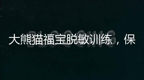 大熊貓福寶脫敏訓(xùn)練，保護珍稀物種的重要一環(huán)
