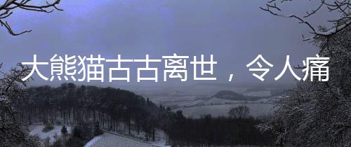 大熊貓古古離世，令人痛心的消息