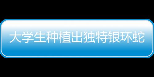大學(xué)生種植出獨(dú)特銀環(huán)蛇甘蔗，農(nóng)業(yè)創(chuàng)新引領(lǐng)校園新潮流
