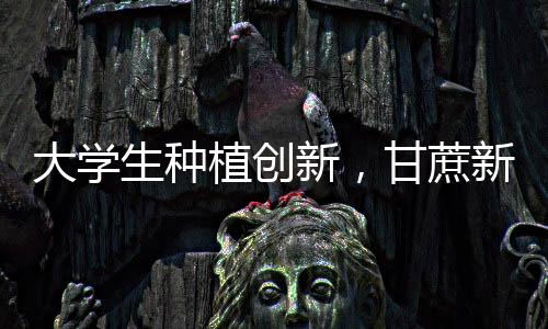 大學(xué)生種植創(chuàng)新，甘蔗新品種銀環(huán)蛇誕生記
