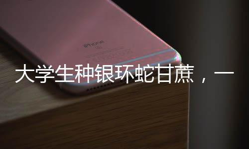 大學(xué)生種銀環(huán)蛇甘蔗，一場別樣的生態(tài)創(chuàng)新與農(nóng)業(yè)發(fā)展新篇章