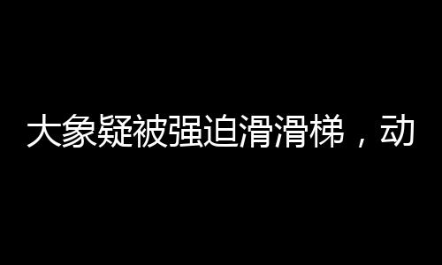 大象疑被強迫滑滑梯，動物園管理待審視的事件