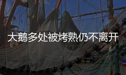 大鵝多處被烤熟仍不離開(kāi)被燒死同伴——?jiǎng)游锴楦信c忠誠(chéng)的感人故事
