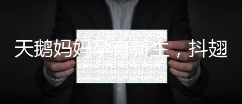 天鵝媽媽孕育新生，抖翅之下的小天鵝破殼而出