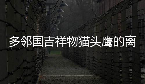 多鄰國吉祥物貓頭鷹的離世，一段跨越虛擬與現(xiàn)實的哀思