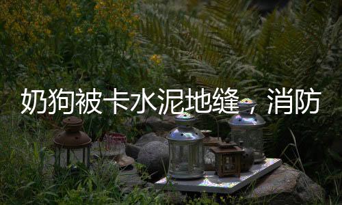 奶狗被卡水泥地縫，消防迅速出手救助