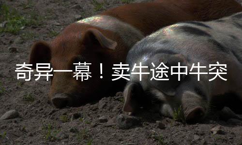 奇異一幕！賣牛途中牛突然給主人下跪，引發(fā)深思