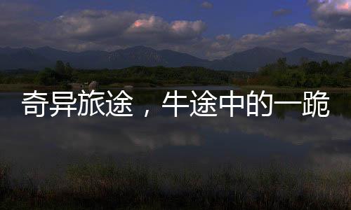 奇異旅途，牛途中的一跪，觸動人心