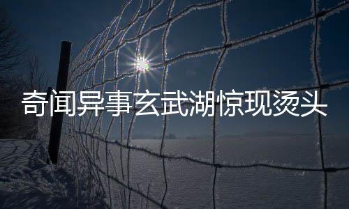 奇聞異事玄武湖驚現(xiàn)燙頭鴨，時(shí)尚潮流與自然的奇妙交融