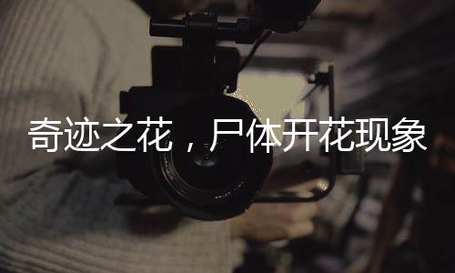 奇跡之花，尸體開花現(xiàn)象揭秘，綻放時間長達十五載