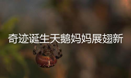 奇跡誕生天鵝媽媽展翅新生，小天鵝破殼而出
