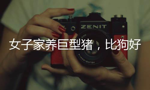 女子家養(yǎng)巨型豬，比狗好養(yǎng)，揭示人與動物和諧共處的鄉(xiāng)村故事