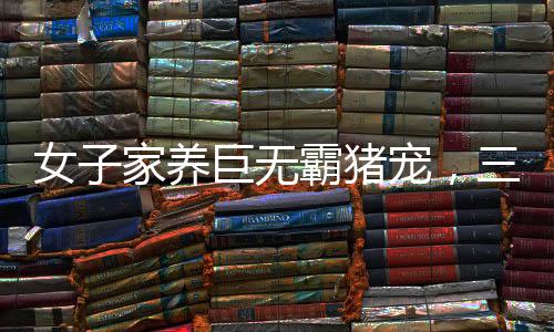 女子家養(yǎng)巨無霸豬寵，三百斤肉塊養(yǎng)成記——豬的溫暖照顧遠(yuǎn)超狗狗