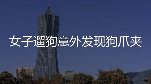 女子遛狗意外發(fā)現(xiàn)狗爪夾回一塊價值不菲的金豆——揭秘黃金背后的故事