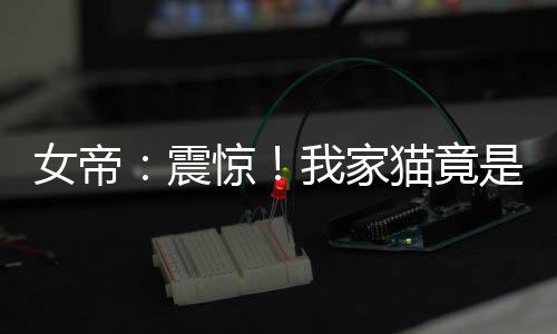 女帝：震驚！我家貓竟是旅行神獸