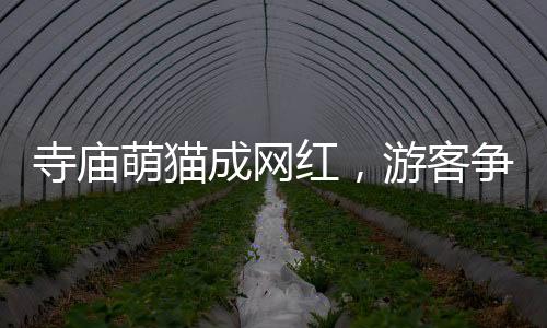 寺廟萌貓成網(wǎng)紅，游客爭(zhēng)相與小貓擊掌拍照留念