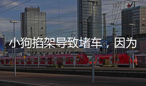 小狗掐架導致堵車，因為太萌無人勸解——一場意外的萌寵紛爭觀察