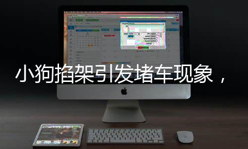 小狗掐架引發(fā)堵車現(xiàn)象，萌態(tài)可愛竟成無人勸解的別樣理由