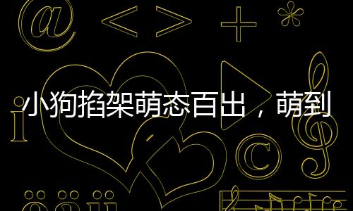小狗掐架萌態(tài)百出，萌到堵車(chē)卻無(wú)人勸架