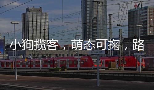 小狗攬客，萌態(tài)可掬，路人紛紛駐足買香蕉