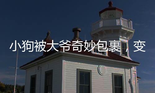 小狗被大爺奇妙包裹，變身表情包走紅網(wǎng)絡