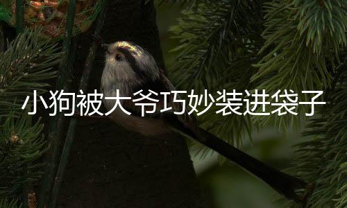 小狗被大爺巧妙裝進(jìn)袋子，瞬間變身表情包，萌翻眾人