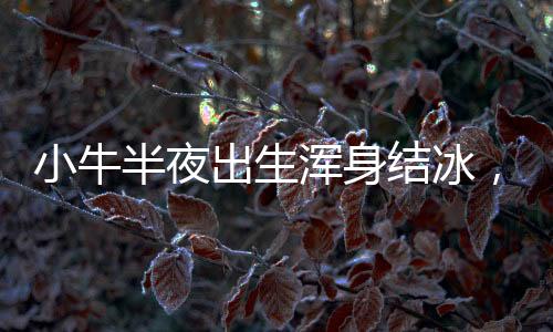小牛半夜出生渾身結(jié)冰，主人全力救回