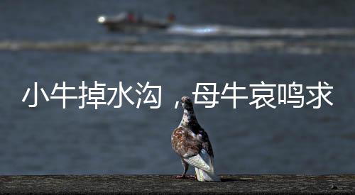 小牛掉水溝，母牛哀鳴求助，喚起社會(huì)關(guān)注動(dòng)物保護(hù)