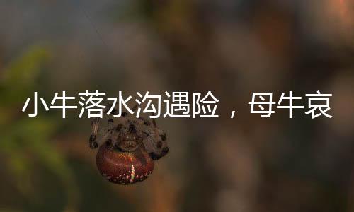 小牛落水溝遇險，母牛哀鳴求助呼喚人間溫情
