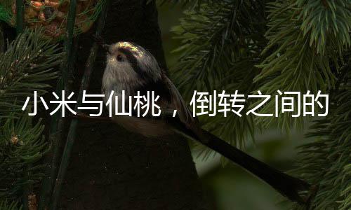 小米與仙桃，倒轉(zhuǎn)之間的奇妙緣分
