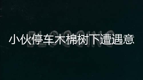小伙停車木棉樹下遭遇意外，警惕日常行車隱患需注意！