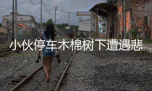 小伙停車木棉樹下遭遇悲劇，警示各方注意行車安全