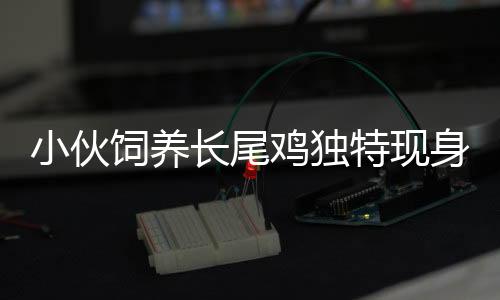 小伙飼養(yǎng)長尾雞獨(dú)特現(xiàn)身，酷似傳說中的鳳凰