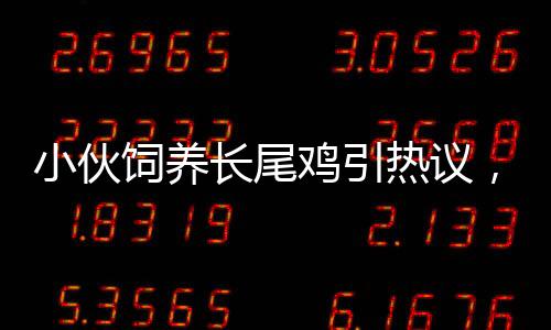 小伙飼養(yǎng)長(zhǎng)尾雞引熱議，酷似鳳凰的神似生物