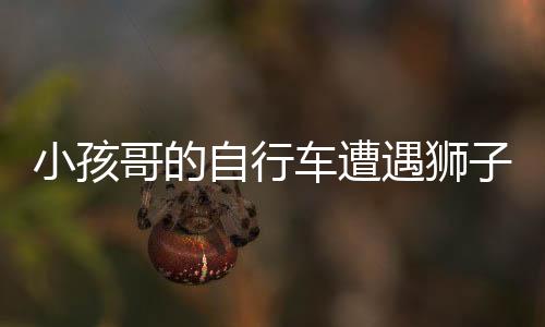 小孩哥的自行車遭遇獅子襲擊，神秘事件引人關(guān)注