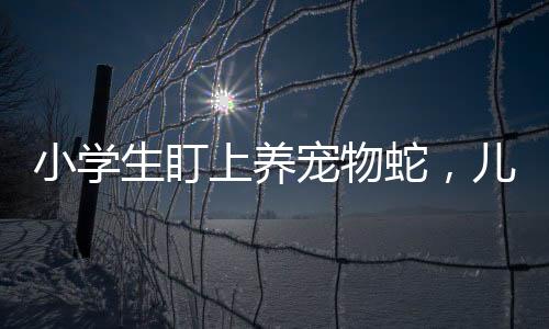 小學(xué)生盯上養(yǎng)寵物蛇，兒童與爬行寵物的親密關(guān)系逐漸興起