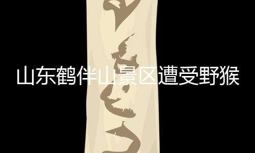 山東鶴伴山景區(qū)遭受野猴襲擾——一場(chǎng)意外的生態(tài)挑戰(zhàn)