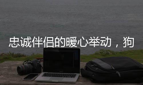 忠誠伴侶的暖心舉動(dòng)，狗狗主動(dòng)為小主人擔(dān)任腳墊子
