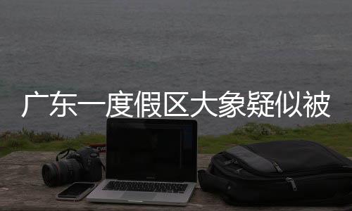 廣東一度假區(qū)大象疑似被迫滑滑梯事件曝光，引發(fā)關(guān)注熱議